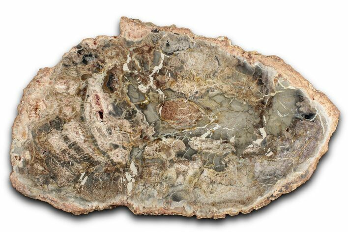 Beautiful Petrified Wood (Araucaria) Slab - Madagascar #344686